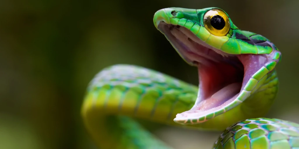 Project Snek Banner